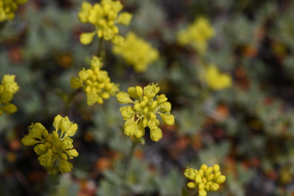 Eriogonum libertini