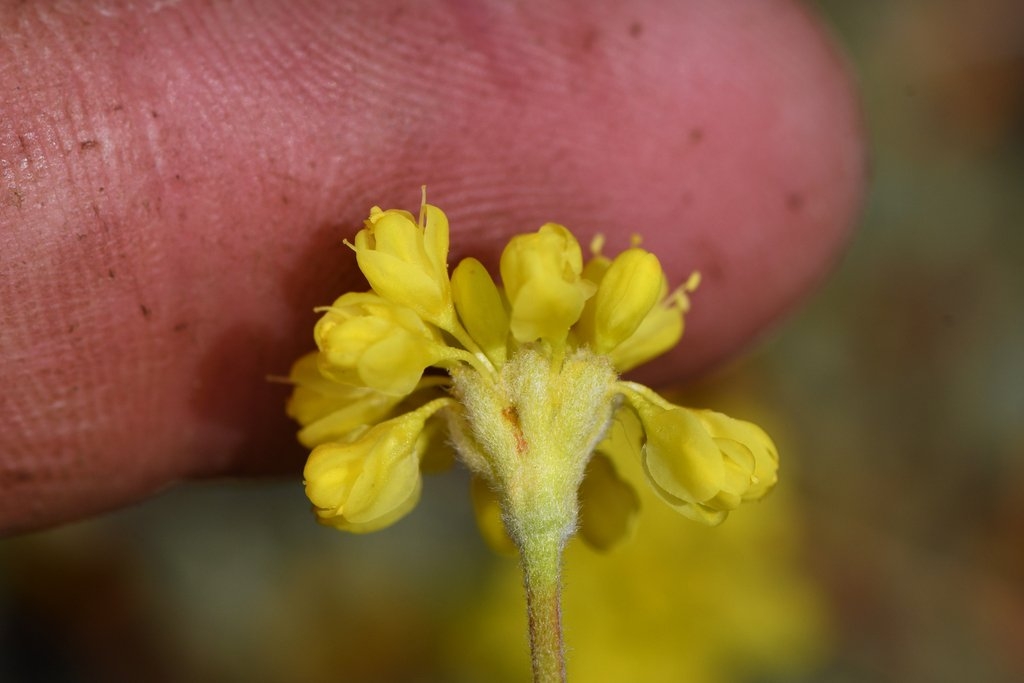 Eriogonum libertini