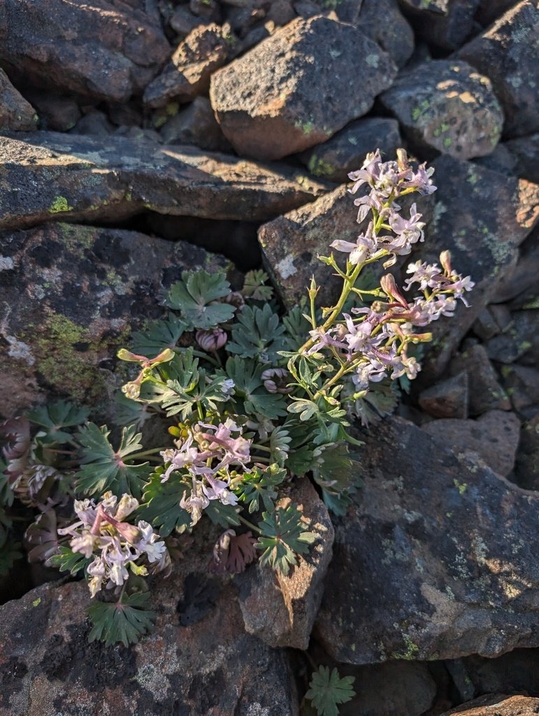 Delphinium antoninum