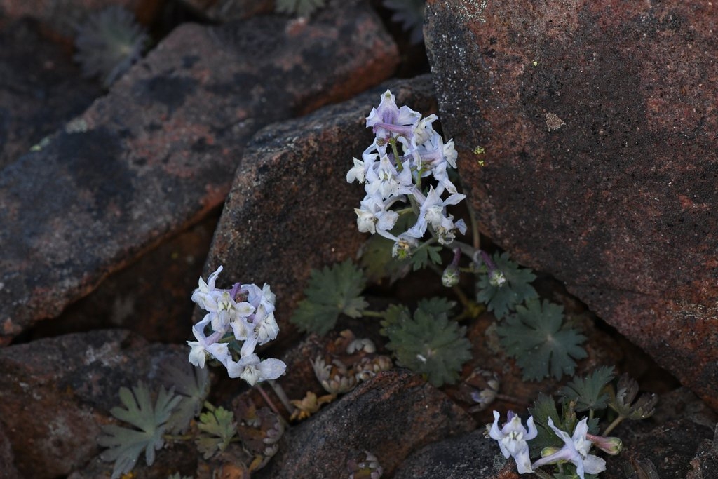 Delphinium antoninum