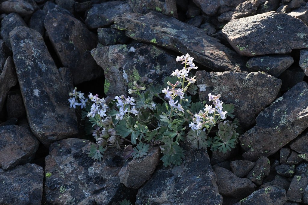 Delphinium antoninum