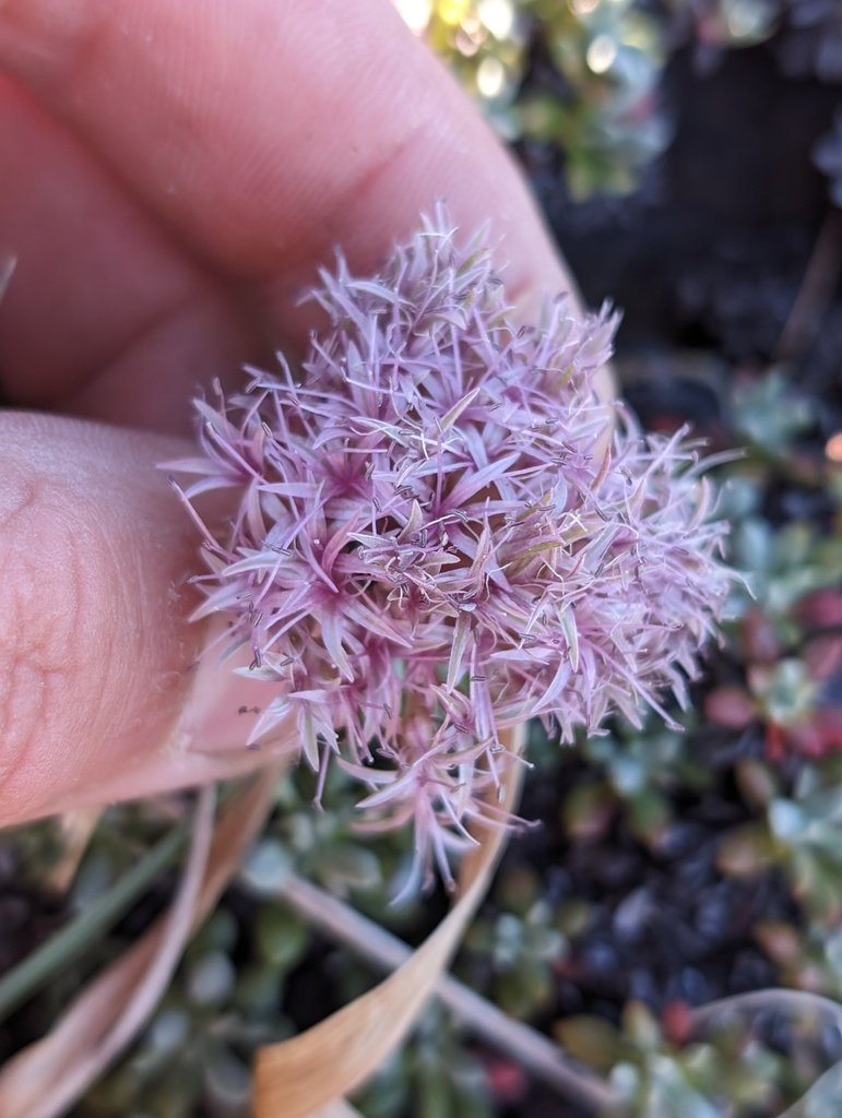 Allium hoffmanii