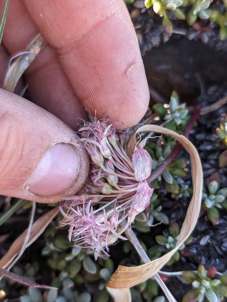 Allium hoffmanii