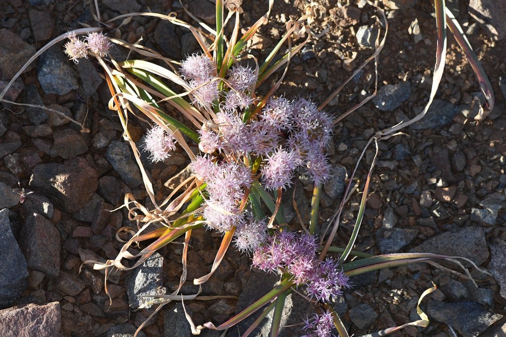 Allium hoffmanii