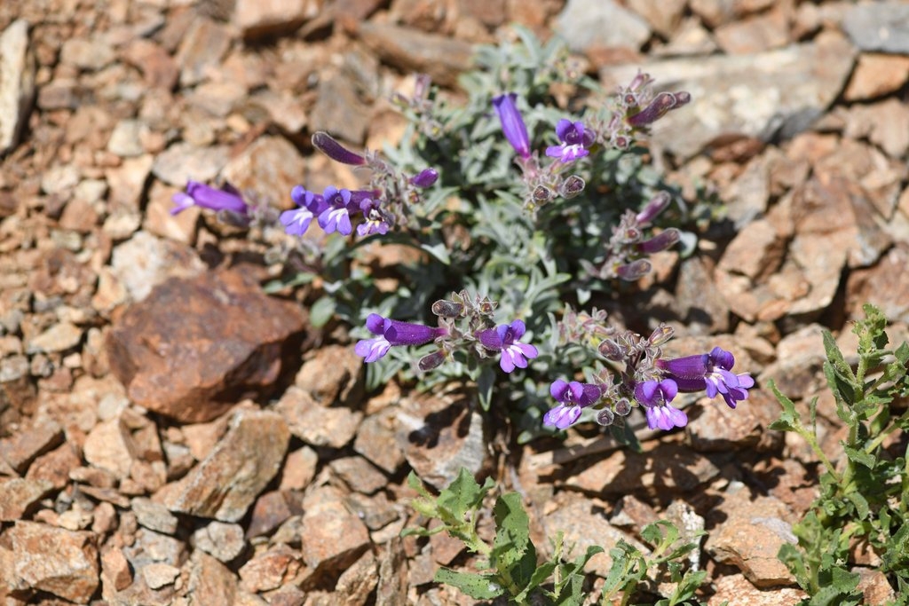 Penstemon purpusii