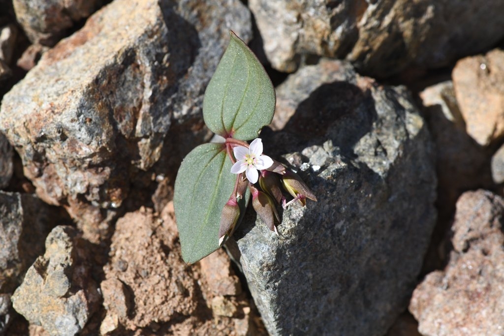 Claytonia obovata