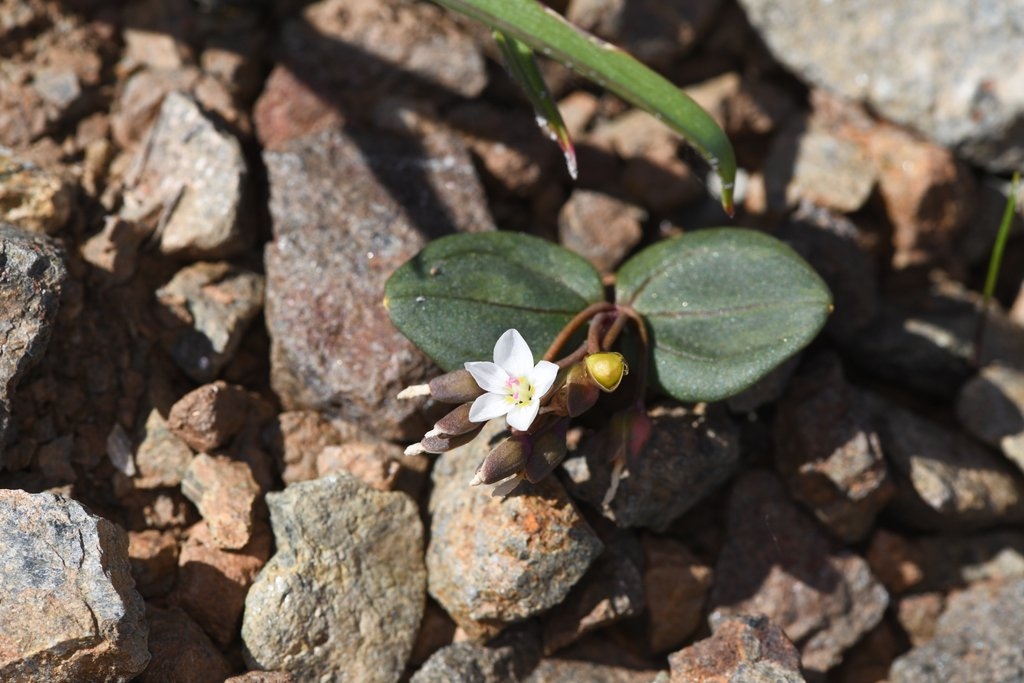 Claytonia obovata