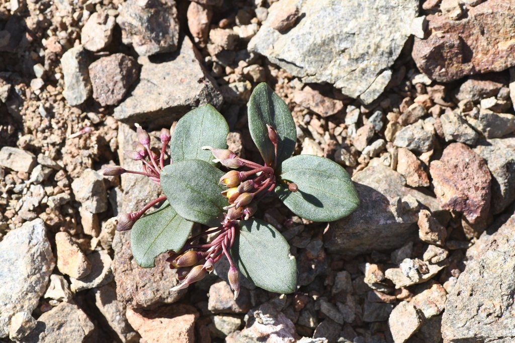 Claytonia obovata