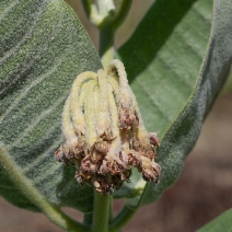 Asclepias speciosa