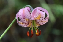 Lilium kelloggii