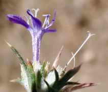 Eriastrum densifolium ssp. austromontanum