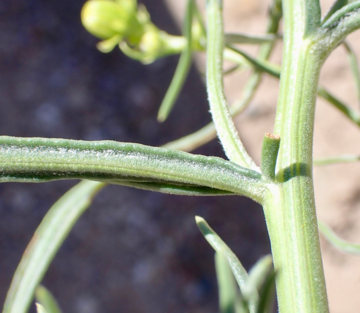 Senecio flaccidus var. douglasii