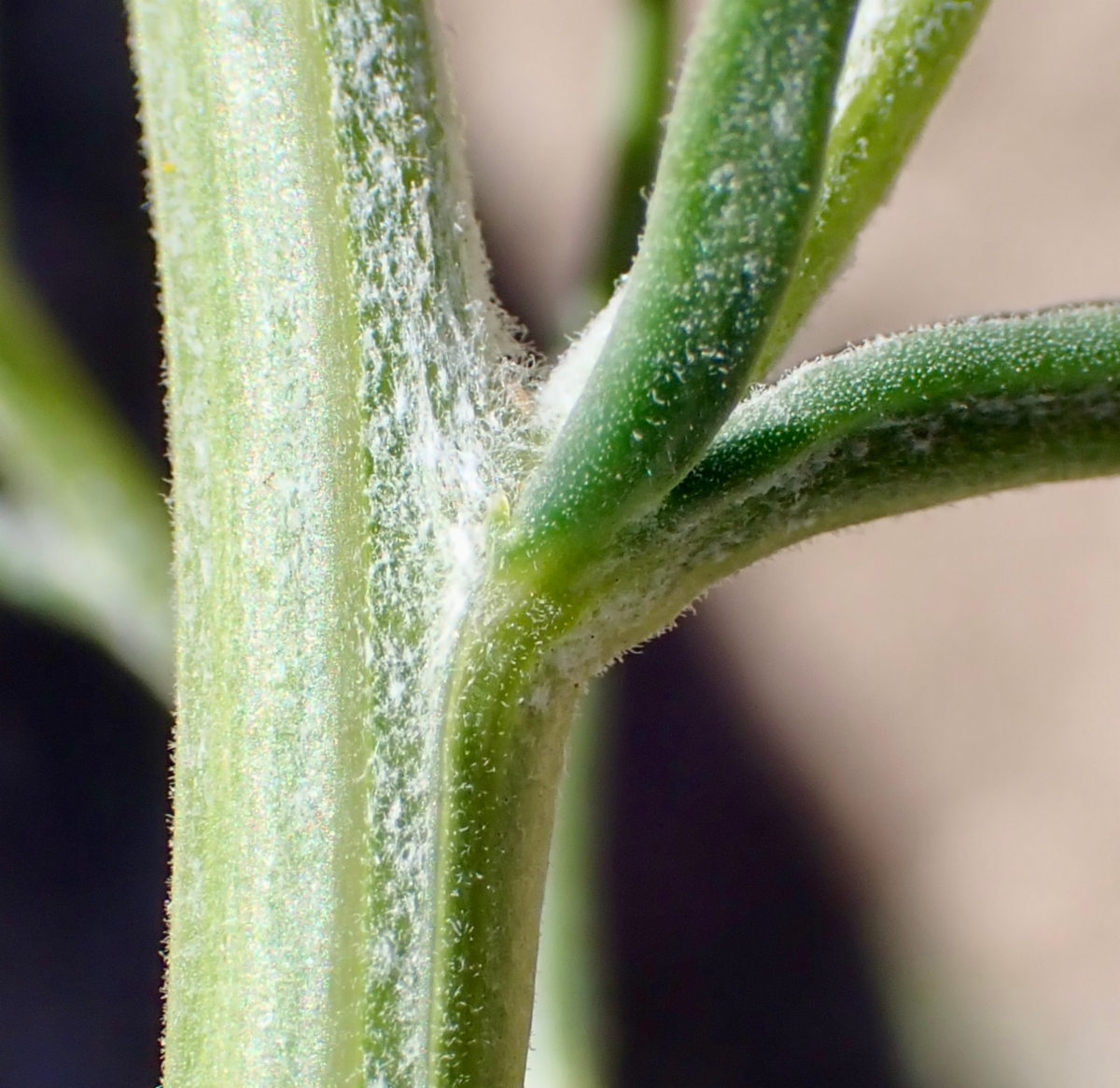 Senecio flaccidus var. douglasii