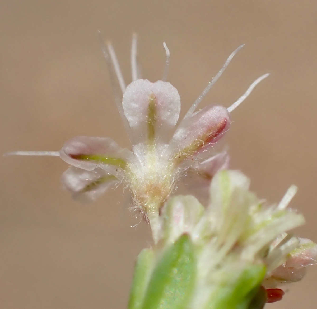 Eriogonum nudum var. pubiflorum