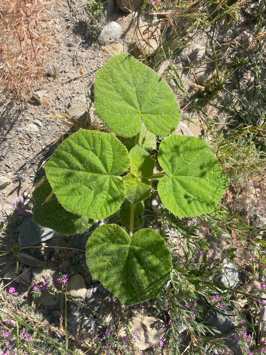 Paulownia tomentosa