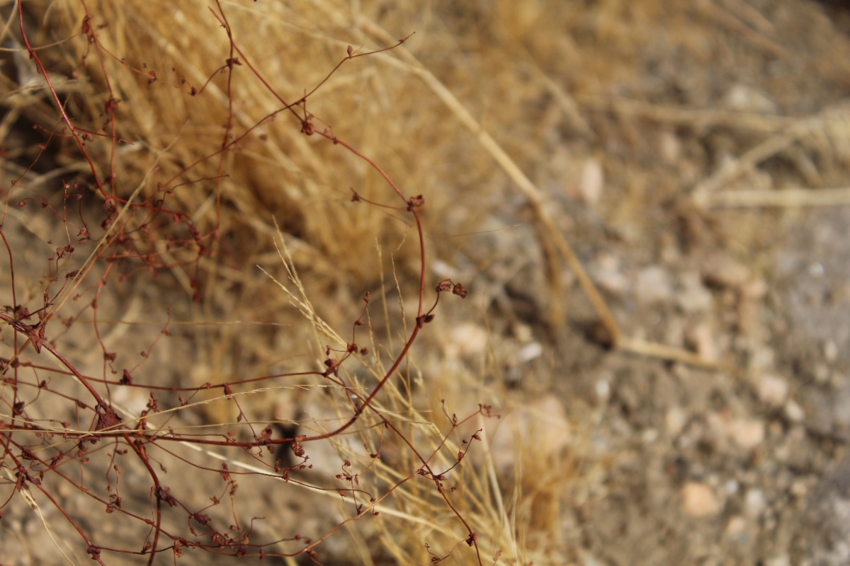 Pterostegia drymarioides