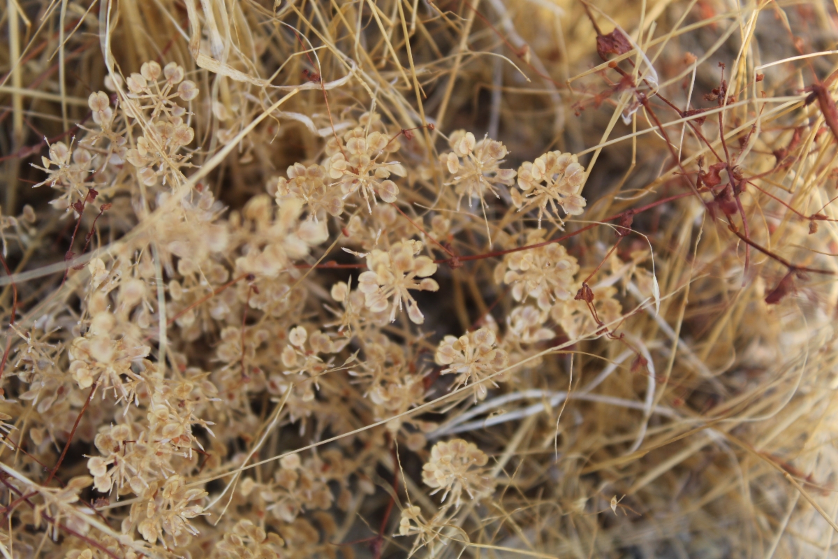 Lepidium densiflorum