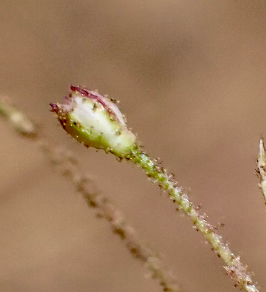 Saltugilia splendens ssp. splendens