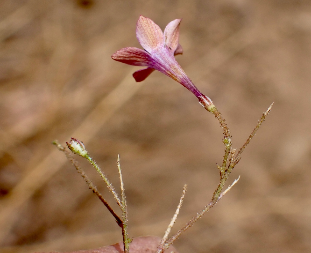 Saltugilia splendens ssp. splendens