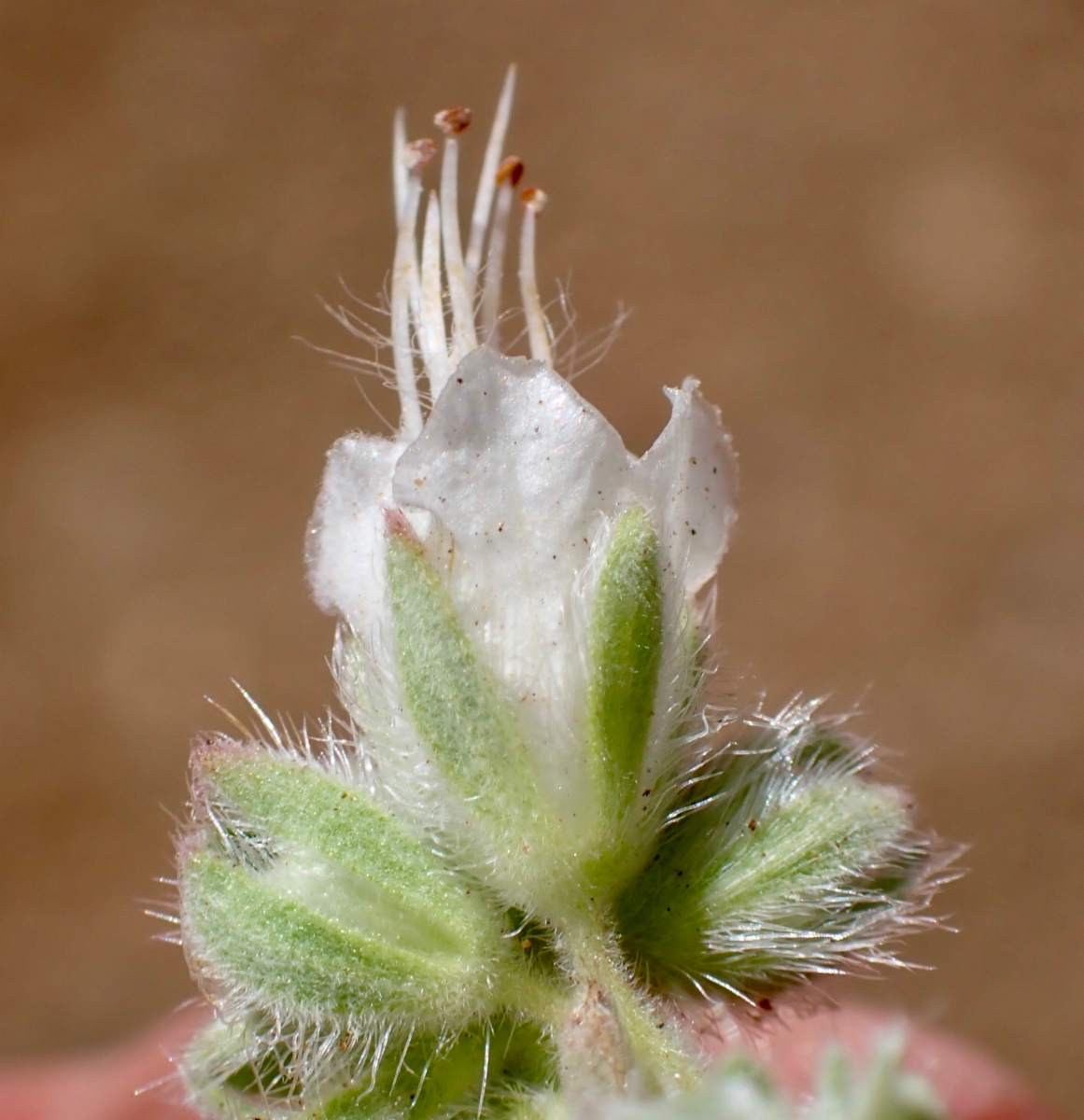 Phacelia imbricata var. imbricata