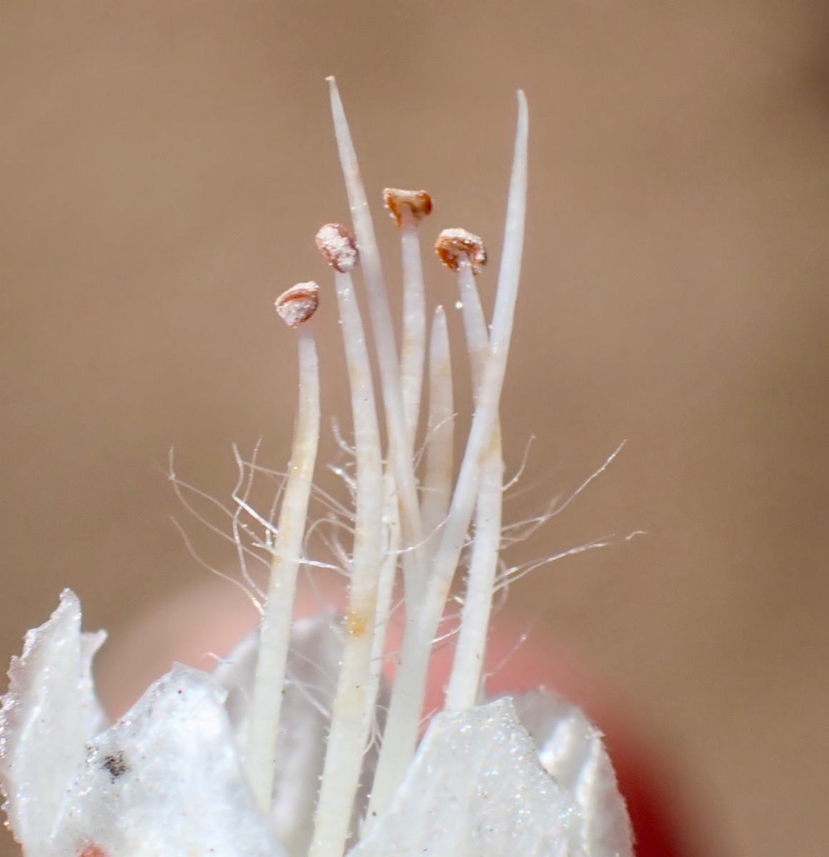 Phacelia imbricata var. imbricata