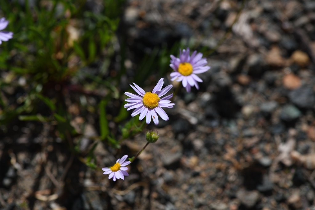 Erigeron maniopotamicus