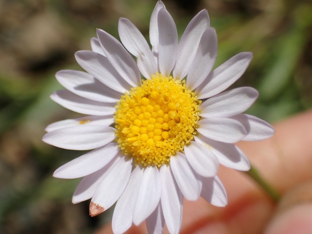 Erigeron maniopotamicus