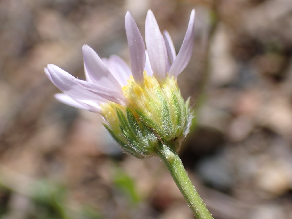 Erigeron maniopotamicus