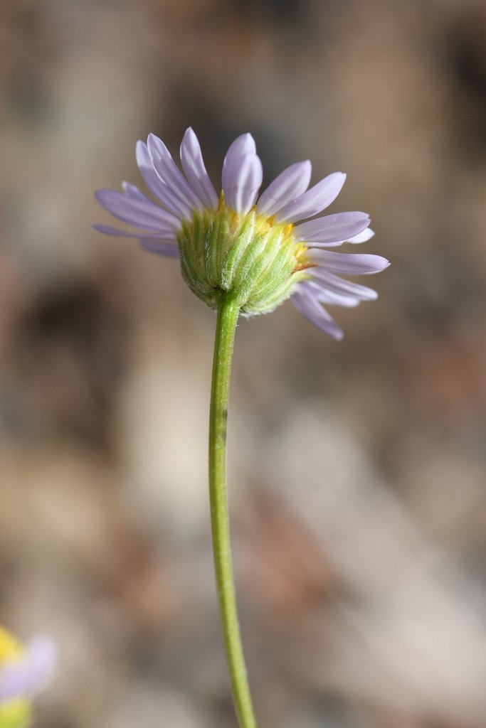 Erigeron maniopotamicus