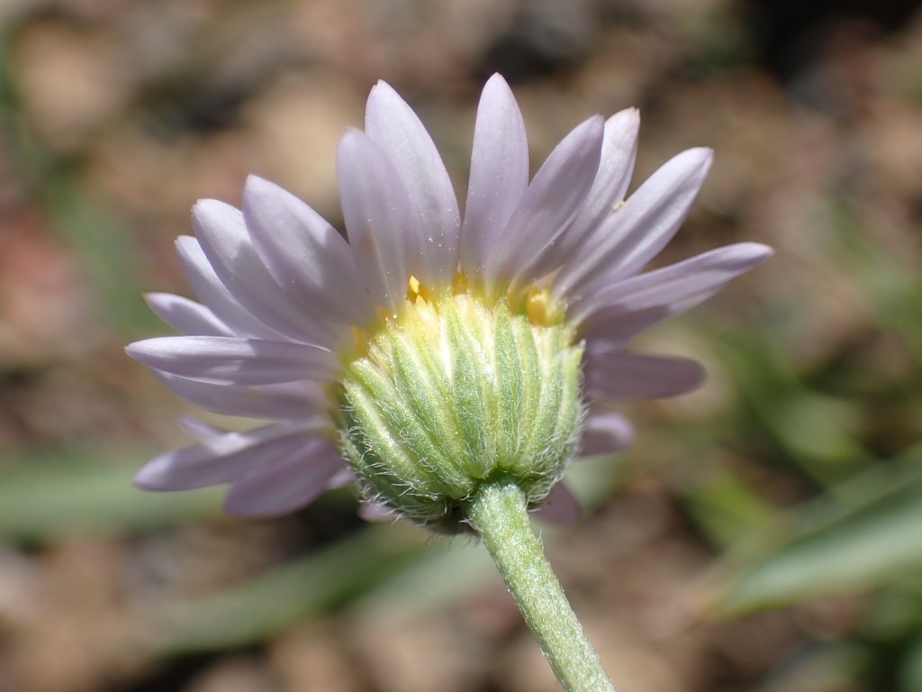 Erigeron maniopotamicus