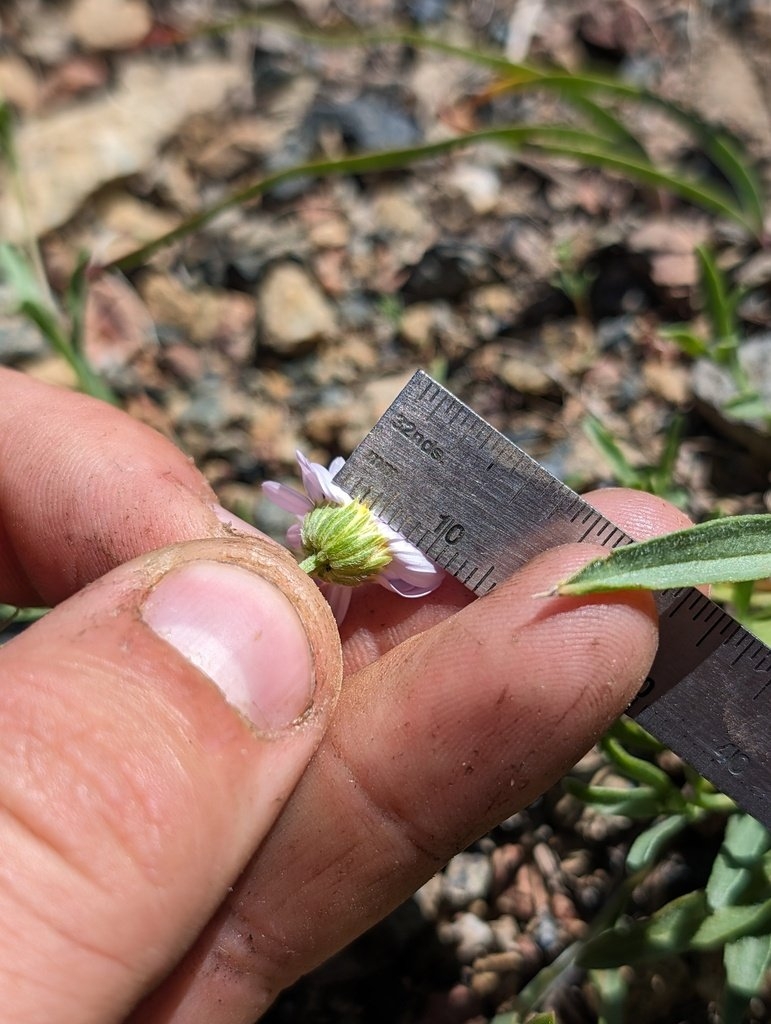 Erigeron maniopotamicus