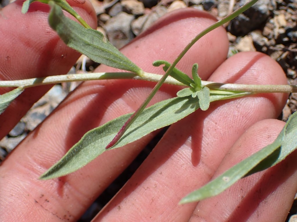 Erigeron maniopotamicus