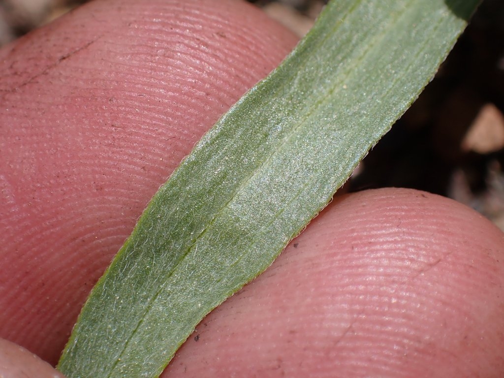 Erigeron maniopotamicus