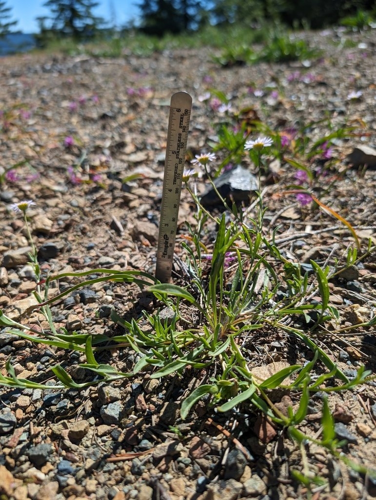 Erigeron maniopotamicus