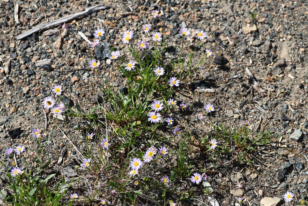 Erigeron maniopotamicus