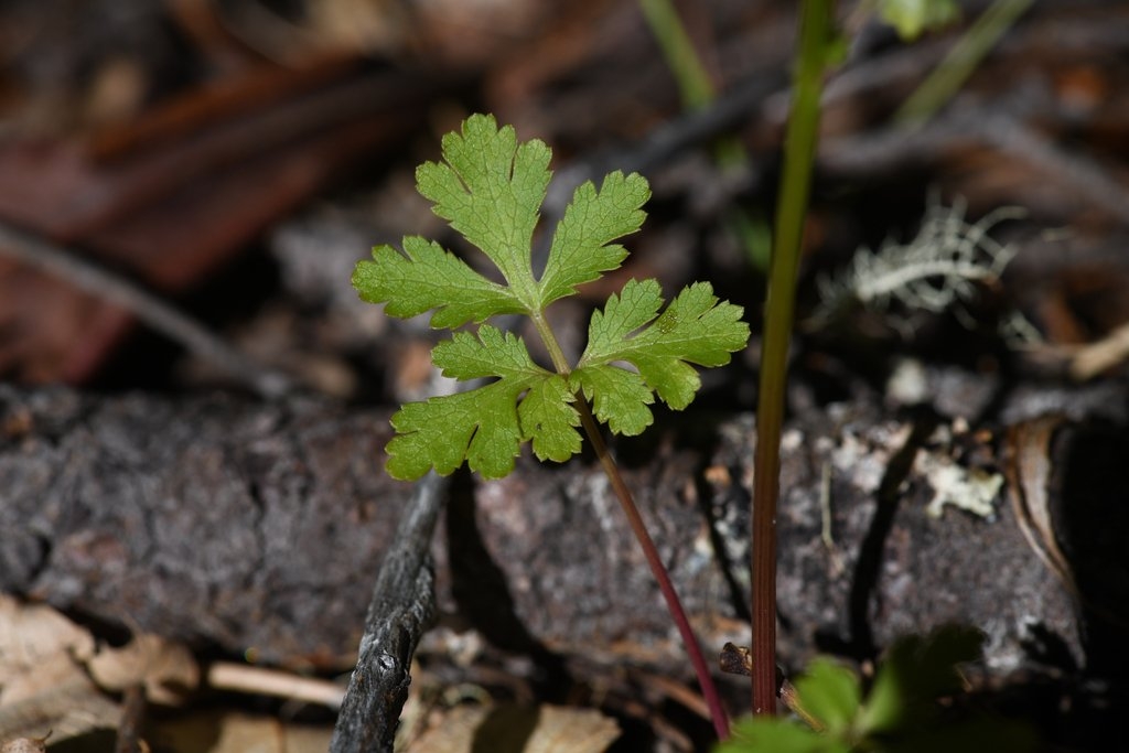 Sanicula tracyi