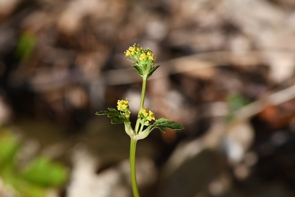 Sanicula tracyi