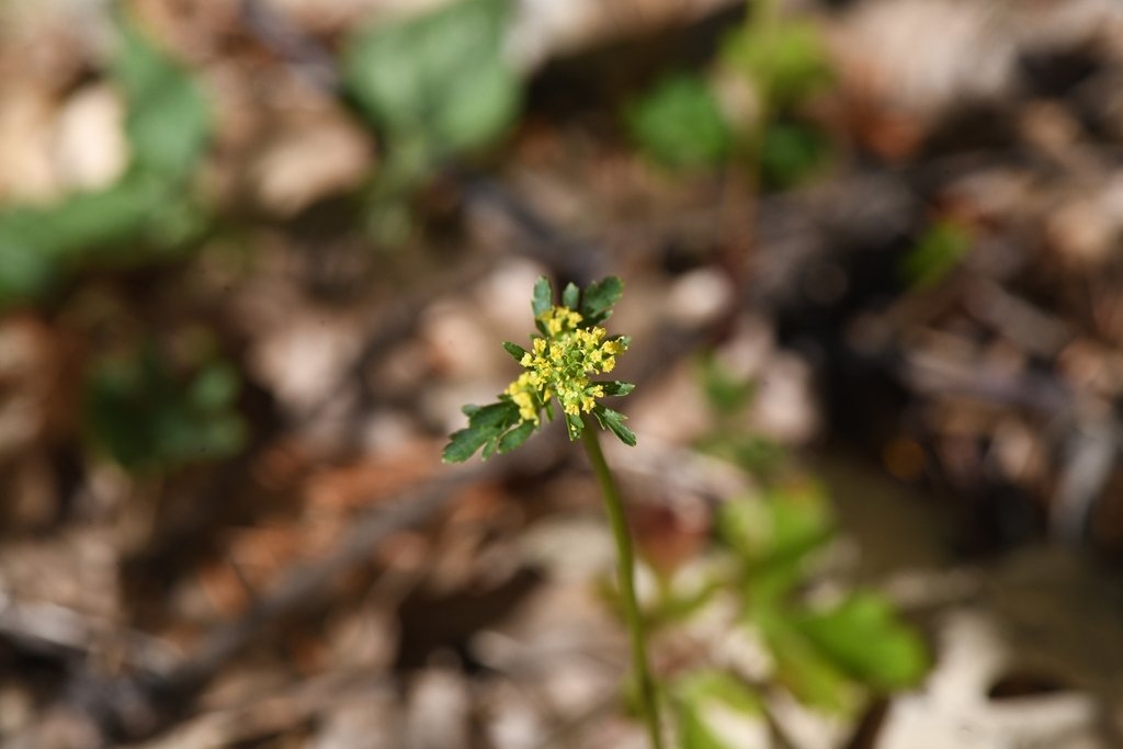 Sanicula tracyi