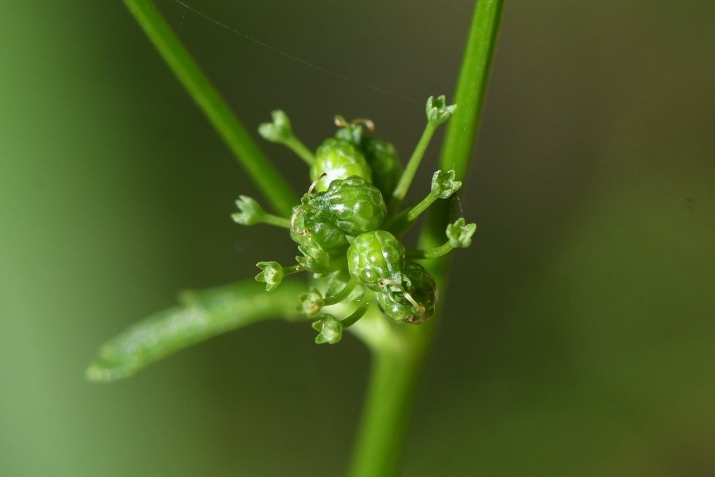 Sanicula tracyi