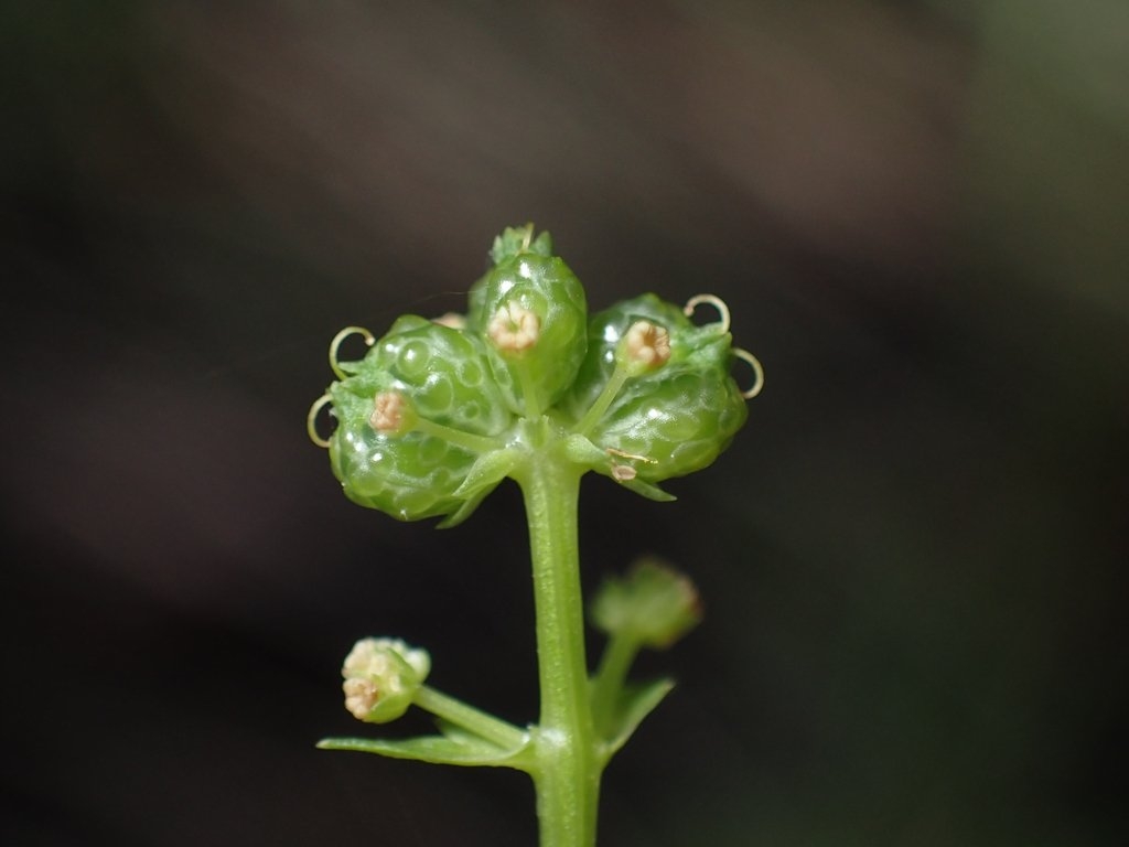 Sanicula tracyi