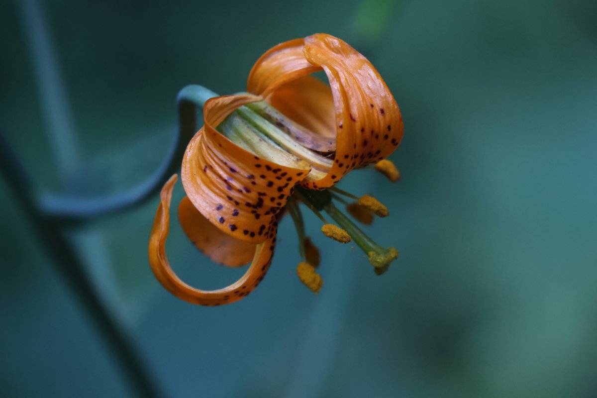 Lilium columbianum