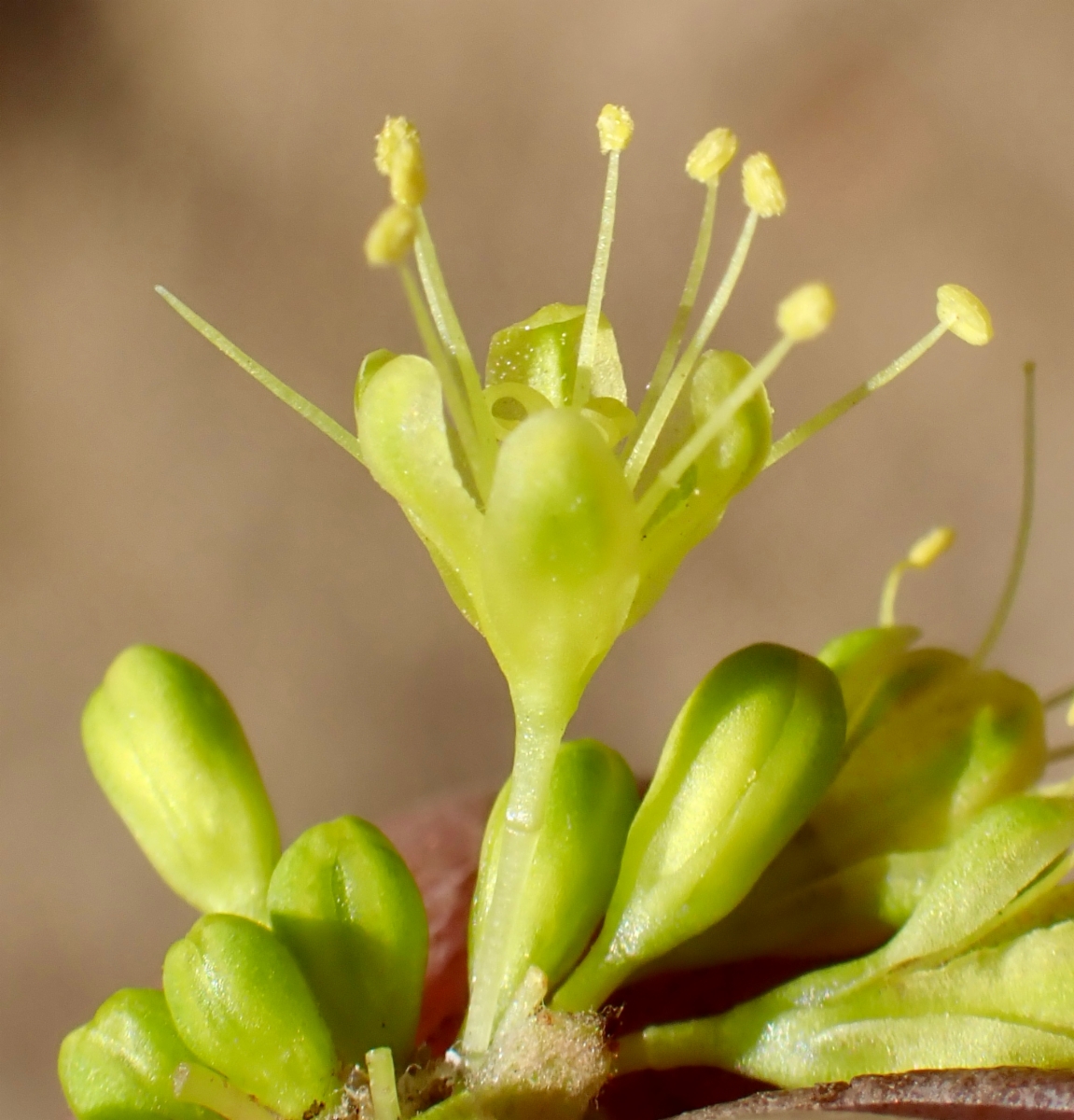 Eriogonum umbellatum var. ahartii