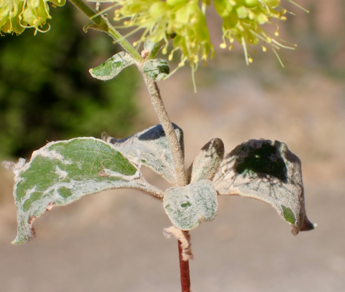 Eriogonum umbellatum var. ahartii