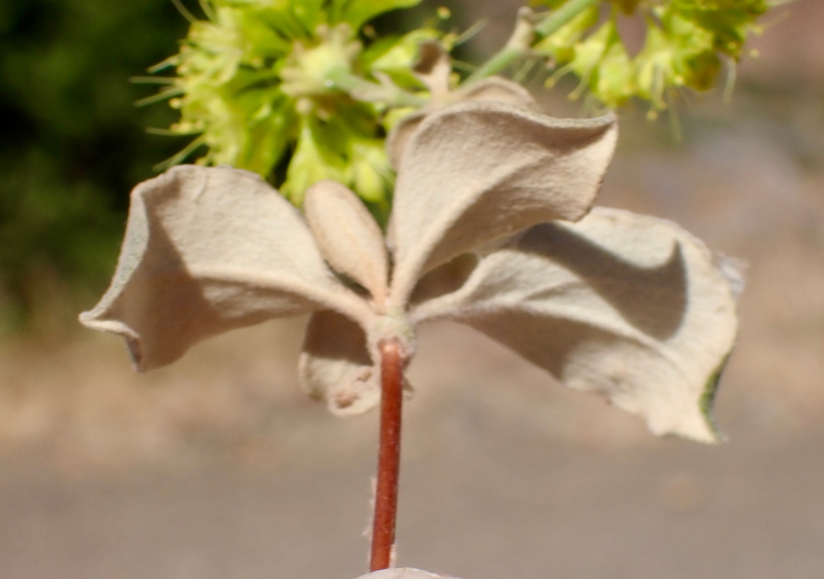 Eriogonum umbellatum var. ahartii