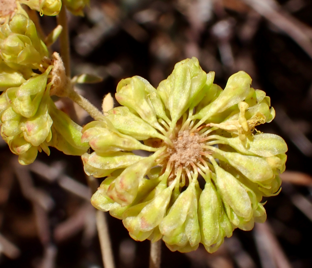 Eriogonum umbellatum var. ahartii