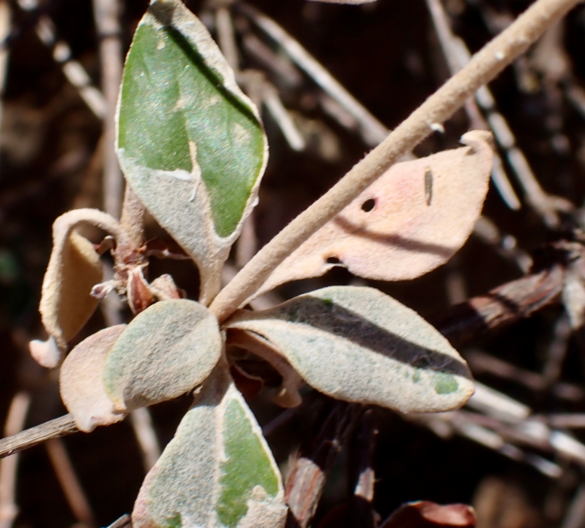 Eriogonum umbellatum var. ahartii