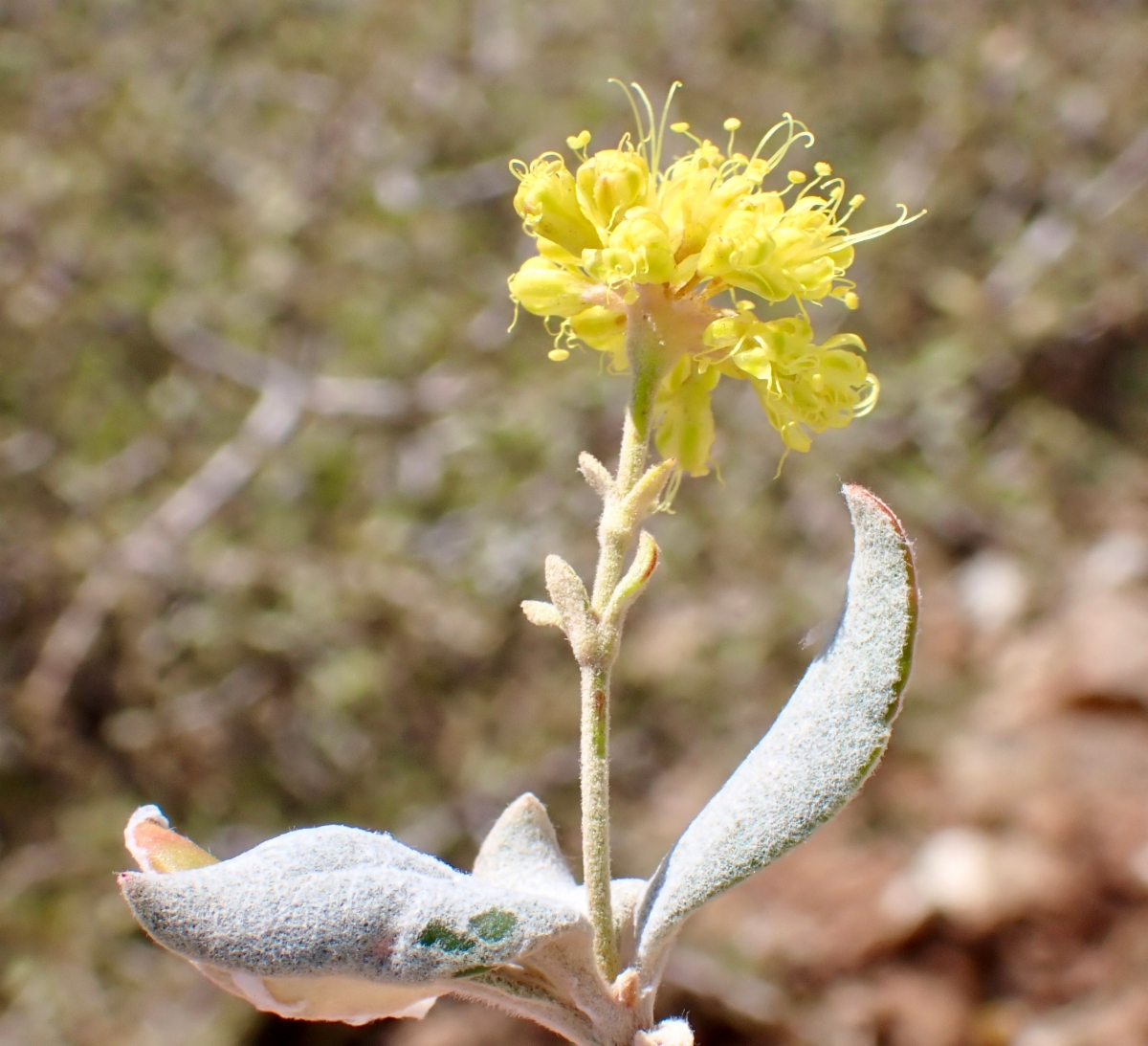 Eriogonum umbellatum var. ahartii