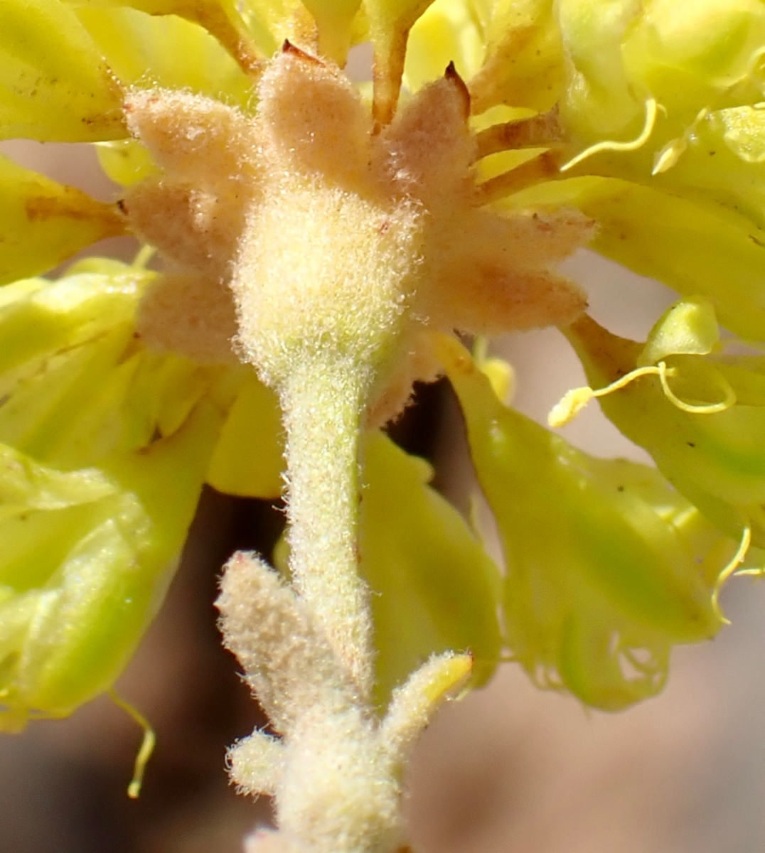 Eriogonum umbellatum var. ahartii