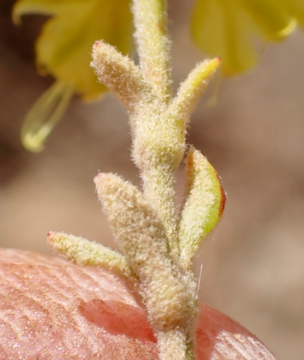 Eriogonum umbellatum var. ahartii