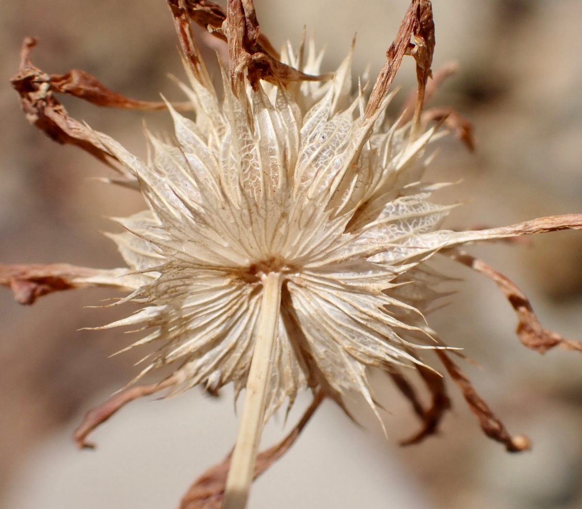 Trifolium willdenovii